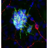 Immunofluorescence - Anti-Doublecortin Antibody [3E1] (A85376) - Antibodies.com