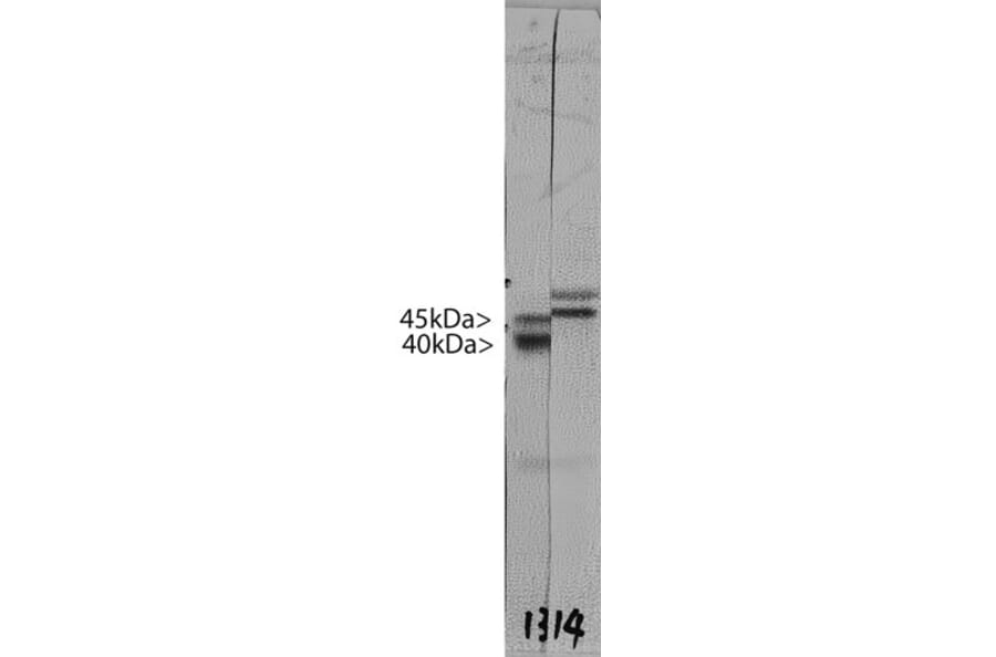 Western Blot - Anti-Doublecortin Antibody [3E1] (A85376) - Antibodies.com