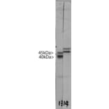 Western Blot - Anti-Doublecortin Antibody [3E1] (A85376) - Antibodies.com