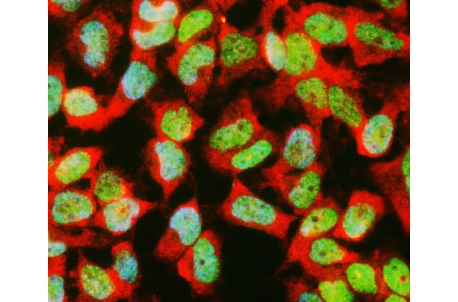 Immunofluorescence - Anti-GAPDH Antibody (A85377) - Antibodies.com