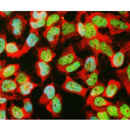 Immunofluorescence - Anti-GAPDH Antibody (A85377) - Antibodies.com