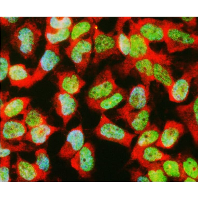 Immunofluorescence - Anti-GAPDH Antibody (A85377) - Antibodies.com