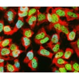 Immunofluorescence - Anti-GAPDH Antibody (A85377) - Antibodies.com