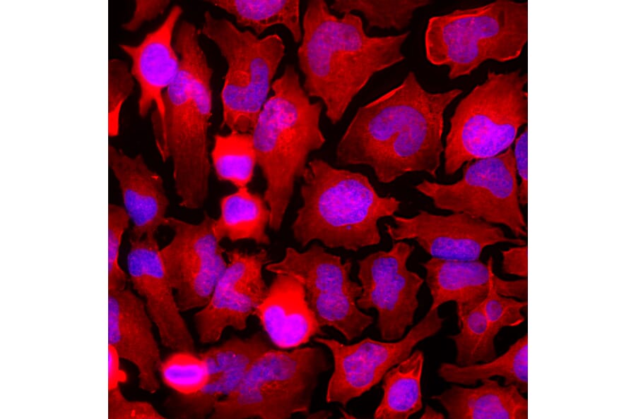 Immunofluorescence - Anti-GAPDH Antibody (A85377) - Antibodies.com
