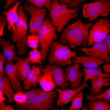 Immunofluorescence - Anti-GAPDH Antibody (A85377) - Antibodies.com