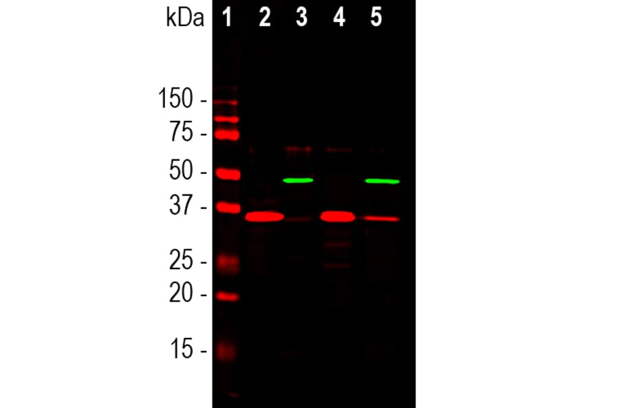Western Blot - Anti-GAPDH Antibody (A85377) - Antibodies.com