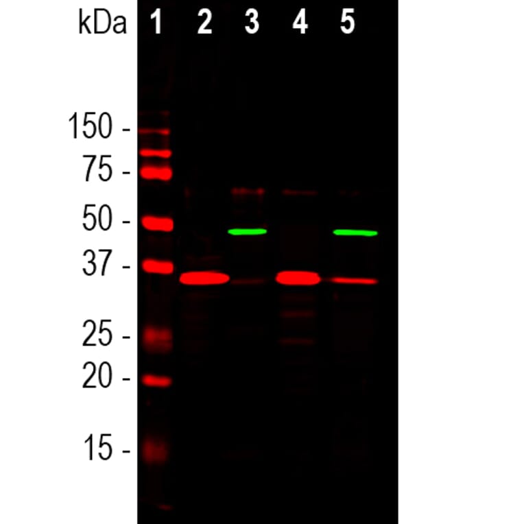 Western Blot - Anti-GAPDH Antibody (A85377) - Antibodies.com