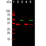 Western Blot - Anti-GAPDH Antibody (A85377) - Antibodies.com