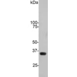 Western Blot - Anti-GAPDH Antibody (A85377) - Antibodies.com
