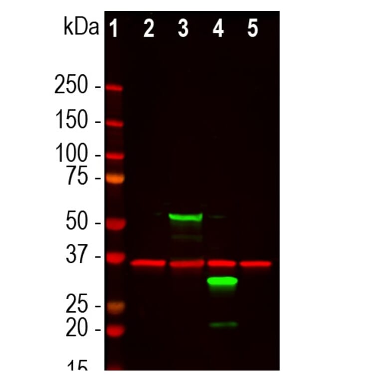 Western Blot - Anti-GAPDH Antibody (A85377) - Antibodies.com