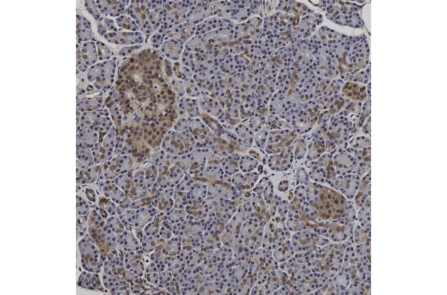 Immunohistochemistry - Anti-GAPDH Antibody (A85377) - Antibodies.com