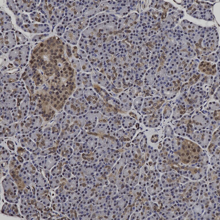Immunohistochemistry - Anti-GAPDH Antibody (A85377) - Antibodies.com