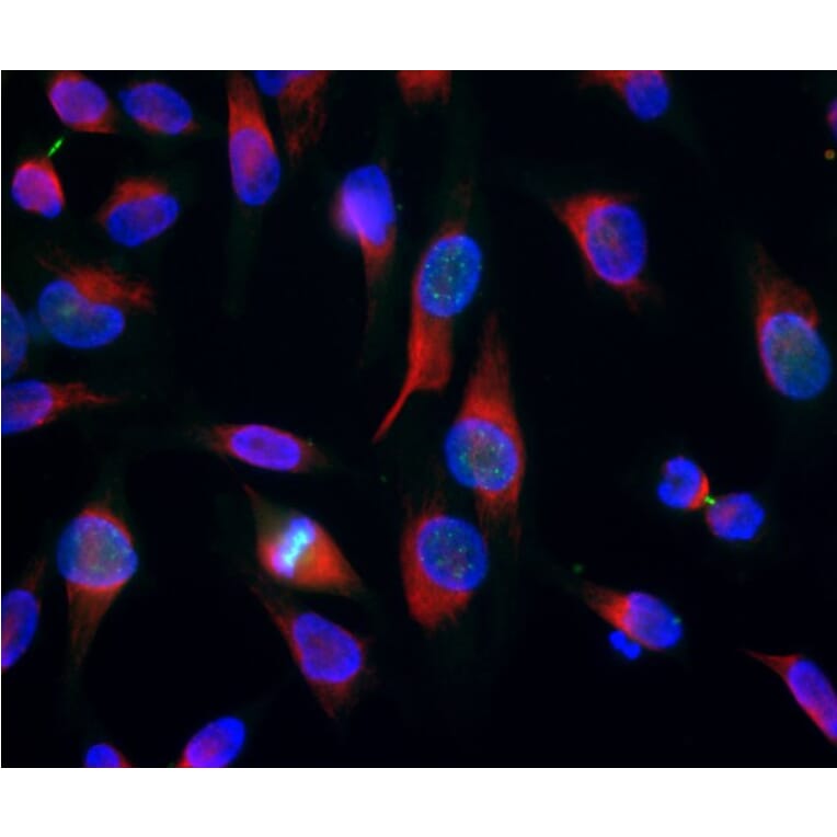 Immunofluorescence - Anti-Aurora B Kinase Antibody [6G2] (A85380) - Antibodies.com