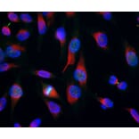 Immunofluorescence - Anti-Aurora B Kinase Antibody [6G2] (A85380) - Antibodies.com