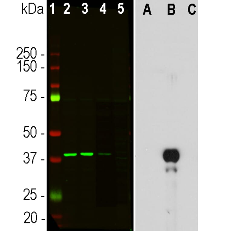 Western Blot - Anti-Aurora B Kinase Antibody [6G2] (A85380) - Antibodies.com