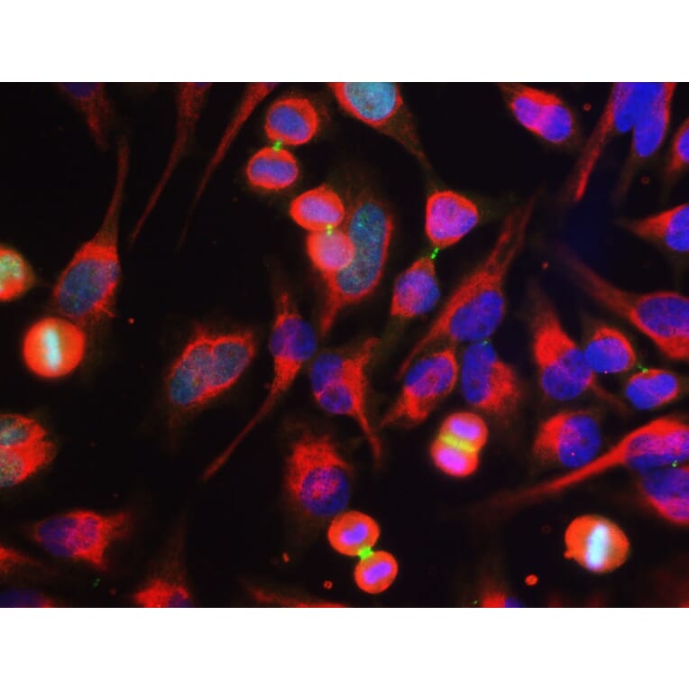 Immunofluorescence - Anti-Aurora B Kinase Antibody [3F11] (A85381) - Antibodies.com