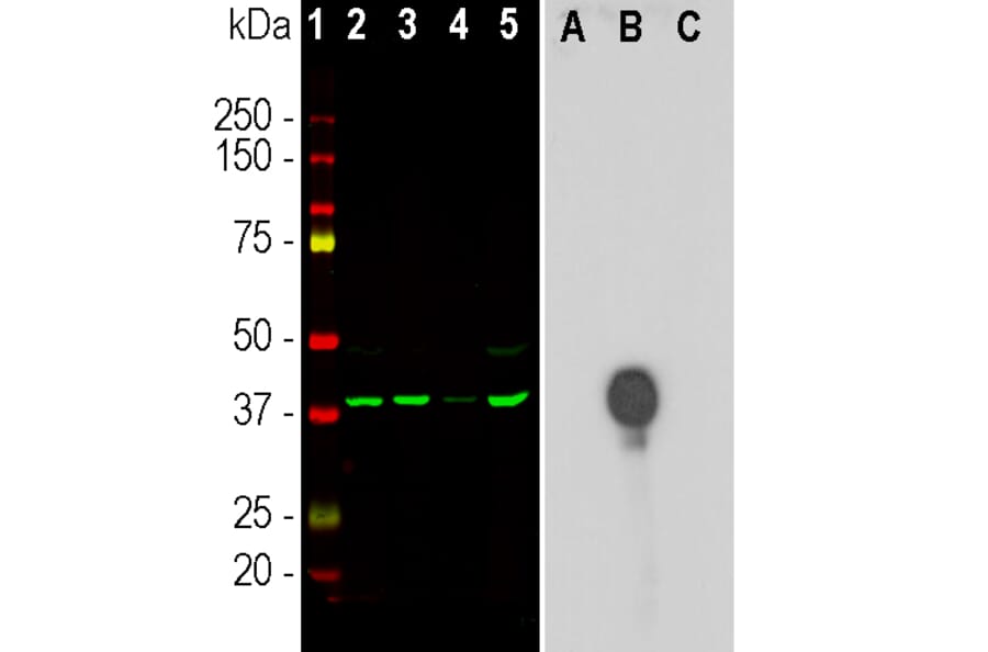 Western Blot - Anti-Aurora B Kinase Antibody [3F11] (A85381) - Antibodies.com