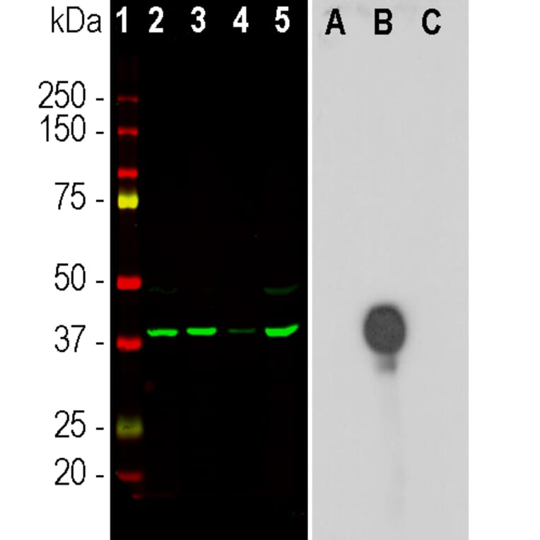 Western Blot - Anti-Aurora B Kinase Antibody [3F11] (A85381) - Antibodies.com