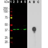 Western Blot - Anti-Aurora B Kinase Antibody [3F11] (A85381) - Antibodies.com