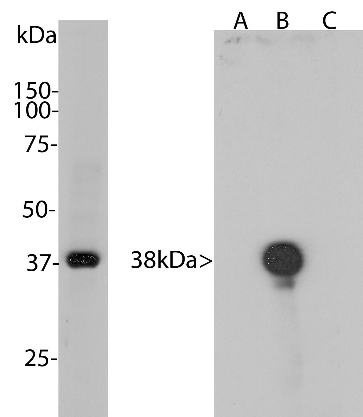 Anti-Aurora B Kinase Antibody [3F11] (A85381) | Antibodies.com