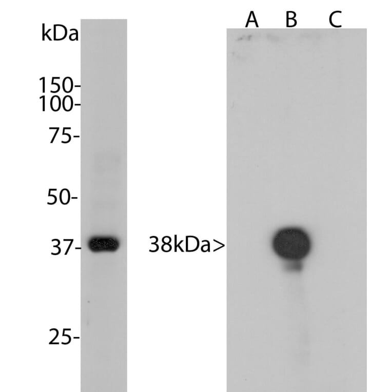 Western Blot - Anti-Aurora B Kinase Antibody [3F11] (A85381) - Antibodies.com