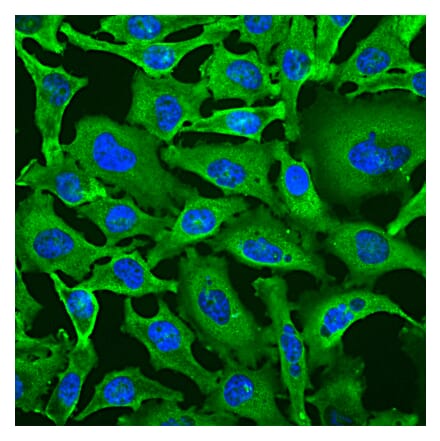 Immunofluorescence - Anti-GAPDH Antibody [1D4] (A85382) - Antibodies.com