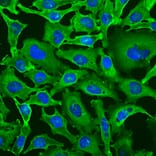 Immunofluorescence - Anti-GAPDH Antibody [1D4] (A85382) - Antibodies.com