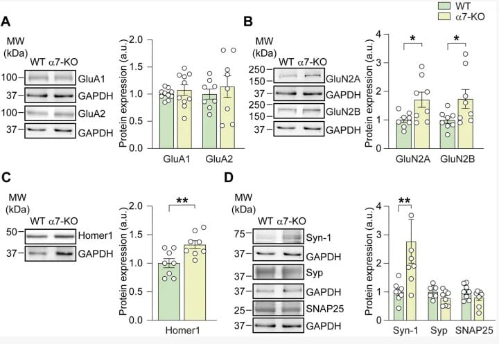 Anti-GAPDH Antibody [1D4] (A85382) | Antibodies.com