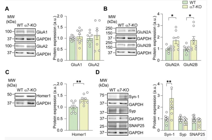 Western Blot - Anti-GAPDH Antibody [1D4] - Antibodies.com