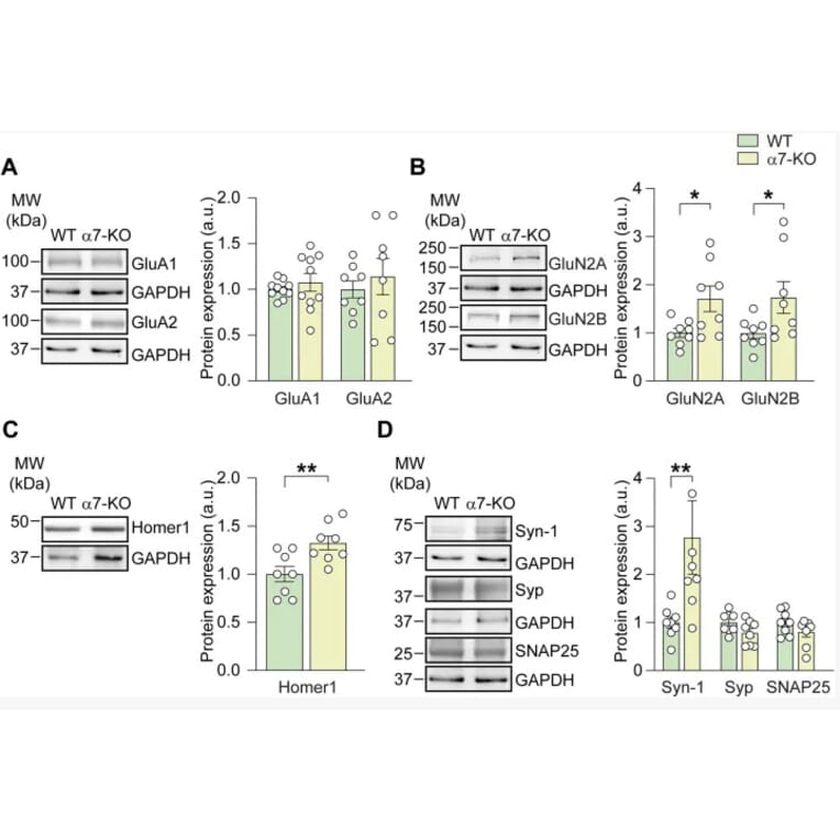 Western Blot - Anti-GAPDH Antibody [1D4] - Antibodies.com