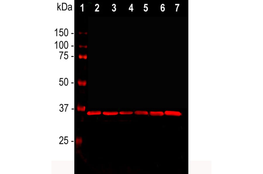 Western Blot - Anti-GAPDH Antibody [1D4] (A85382) - Antibodies.com