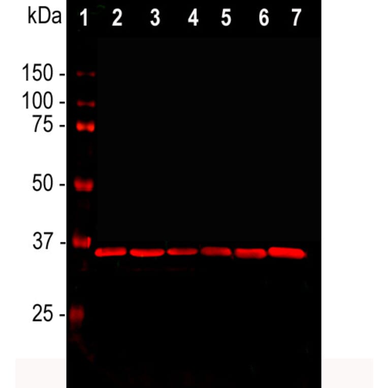 Heat shock (41°C, 1 h) inhibits both Rac and Cdc 42 activation and