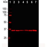 Western Blot - Anti-GAPDH Antibody [1D4] (A85382) - Antibodies.com