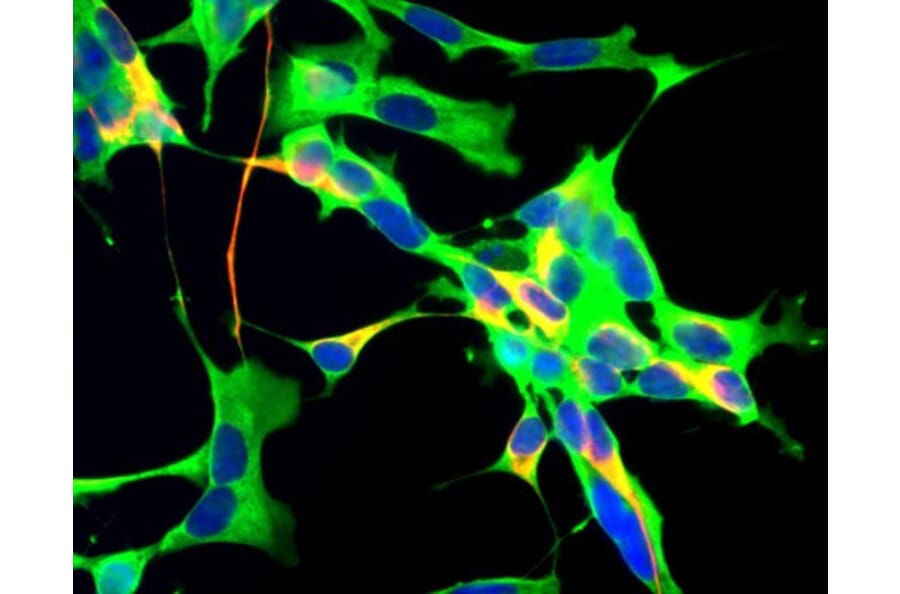 Immunofluorescence - Anti-GAPDH Antibody [1D4] (A85382) - Antibodies.com