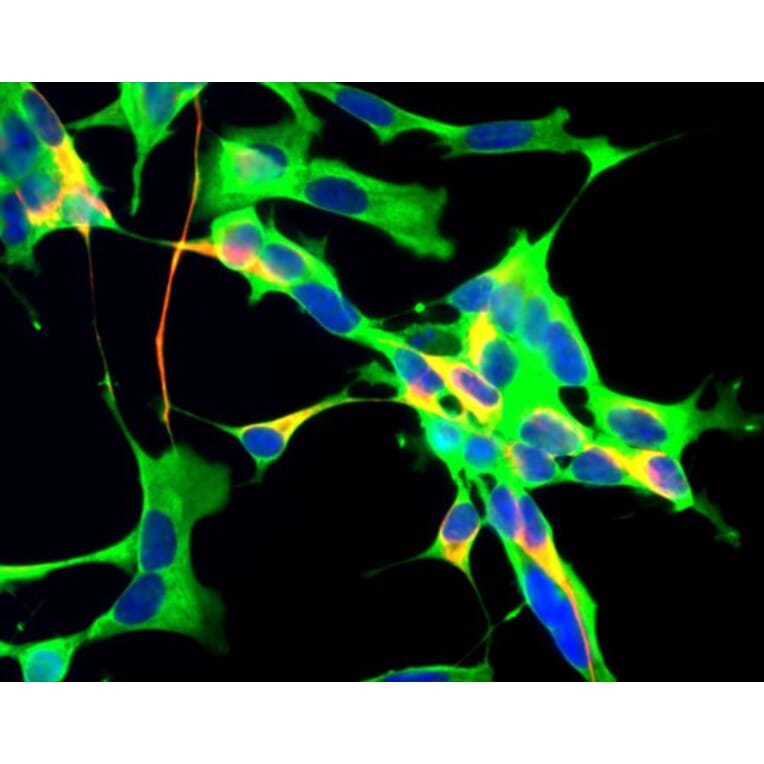 Immunofluorescence - Anti-GAPDH Antibody [1D4] (A85382) - Antibodies.com