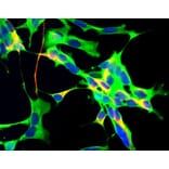 Immunofluorescence - Anti-GAPDH Antibody [1D4] (A85382) - Antibodies.com