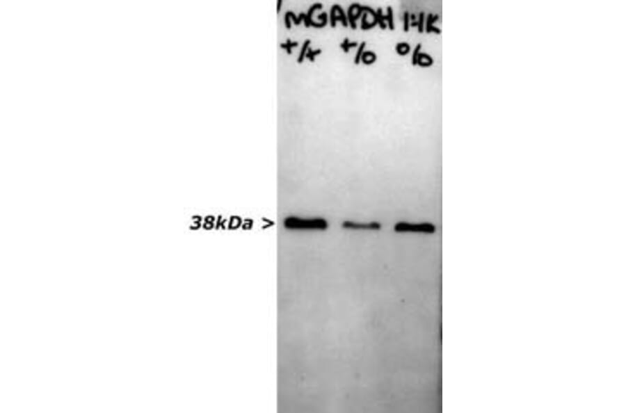 Western Blot - Anti-GAPDH Antibody [1D4] (A85382) - Antibodies.com
