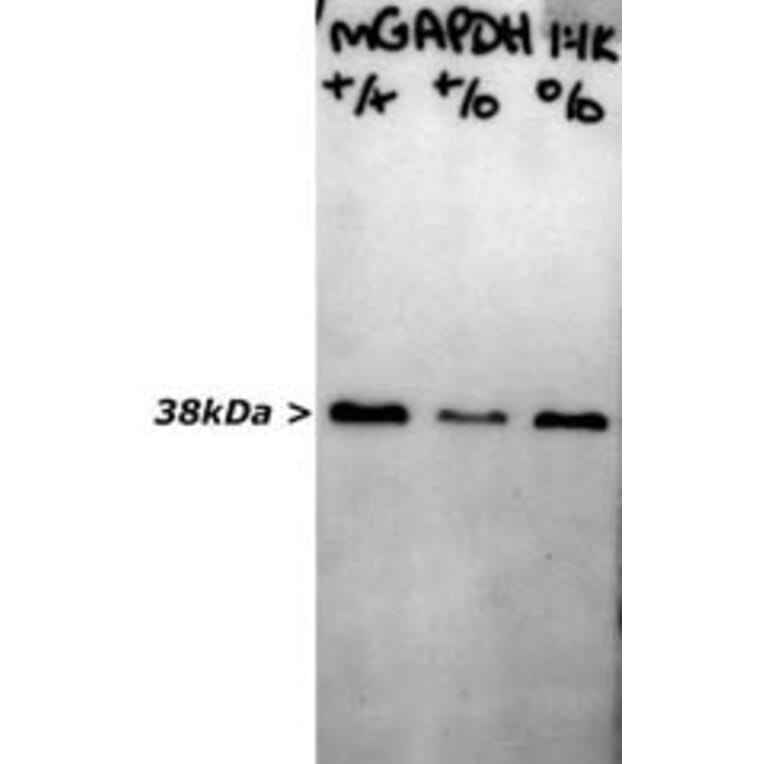 Western Blot - Anti-GAPDH Antibody [1D4] (A85382) - Antibodies.com