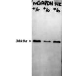 Western Blot - Anti-GAPDH Antibody [1D4] (A85382) - Antibodies.com