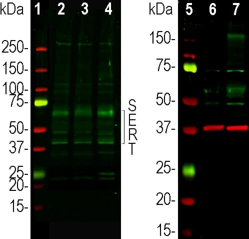 Anti-GAPDH Antibody [1D4] (A85382) | Antibodies.com