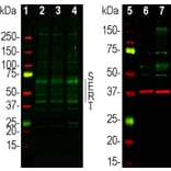 Western Blot - Anti-GAPDH Antibody [1D4] (A85382) - Antibodies.com