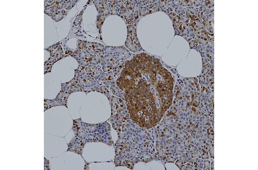 Immunohistochemistry - Anti-GAPDH Antibody [1D4] (A85382) - Antibodies.com