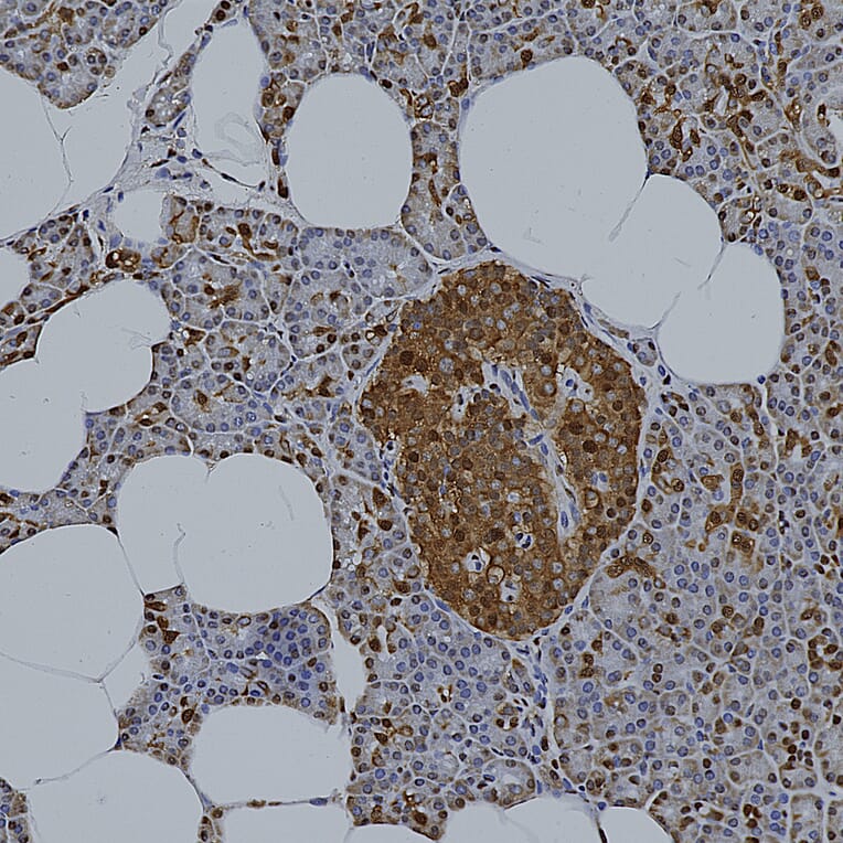 Immunohistochemistry - Anti-GAPDH Antibody [1D4] (A85382) - Antibodies.com