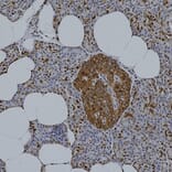 Immunohistochemistry - Anti-GAPDH Antibody [1D4] (A85382) - Antibodies.com
