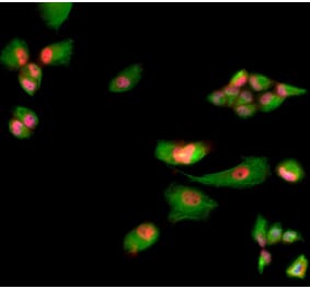 Immunofluorescence - Anti-Muscleblind Like Protein 1 Antibody (A85383) - Antibodies.com