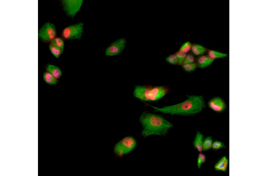 Immunofluorescence - Anti-MBNL1 Antibody [1H1] (A85383) - Antibodies.com