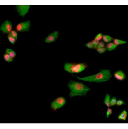 Immunofluorescence - Anti-Muscleblind Like Protein 1 Antibody (A85383) - Antibodies.com