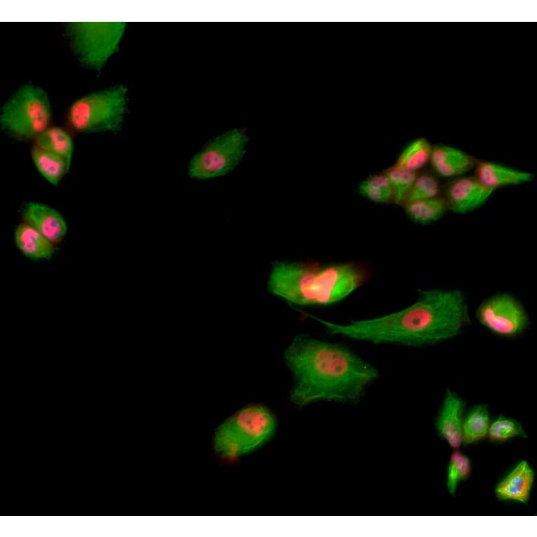 Immunofluorescence - Anti-MBNL1 Antibody [1H1] (A85383) - Antibodies.com