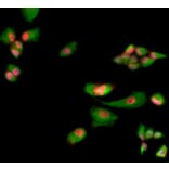 Immunofluorescence - Anti-MBNL1 Antibody [1H1] (A85383) - Antibodies.com