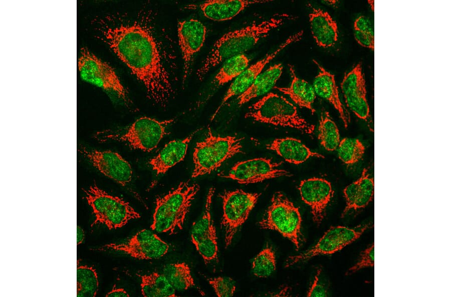 Immunofluorescence - Anti-MBNL1 Antibody [1H1] (A85383) - Antibodies.com